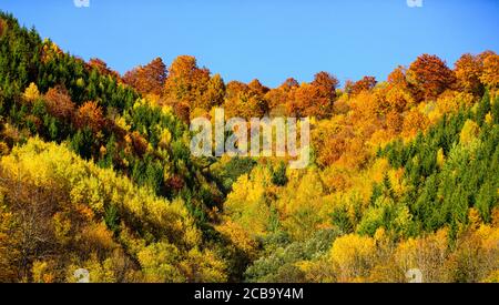 Beautiful orange, red, yellow and green color in autumn forest, many trees on the hills. Beautiful autumn landscape with yellow trees.