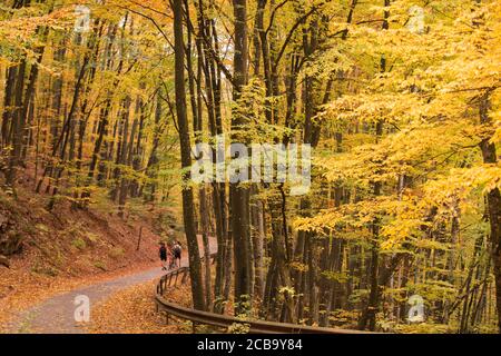 Leaves road view. Red and yellow colorful autumn colors in the forest with a way and sunshine in the fall season. Colorful foliage in the forest. Stock Photo