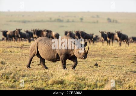 Adult black rhino with huge horn walking past wildebeest herd in golden afternoon light in Masai Mara Kenya Stock Photo