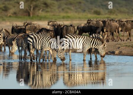 Zebra herd at the river drinking in golden afternoon light in Ndutu Tanzania Stock Photo