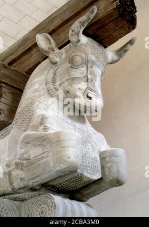 Double Bull-capital of a column from the audience hall of the palace of Darius I. Detail of the colossal capital from one of the columns which supported the roof of the apadana at Susa. Iran. Gray limestone, ca. 510 BC. Detail. Louvre Museum. Paris, France. Stock Photo