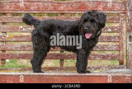 Poodle shops terrier black