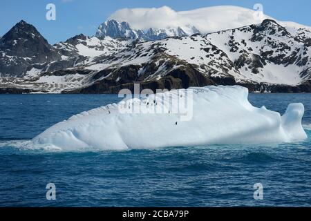 Gentoo penguins (Pygoscelis papua) on a floating iceberg, Drygalski Fjord, South Georgia, South Georgia and the Sandwich Islands, Antarctica Stock Photo