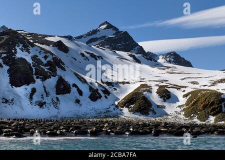 Gold Harbour beach packed with Southern Elephant Seals (Mirounga leonina) and King penguins (Aptenodytes patagonicus), South Georgia, South Georgia an Stock Photo