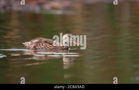gadwall (Anas strepera, Mareca strepera), Juvenile swimming in brown colored lake, Hungary, Hortobagy National Park Stock Photo