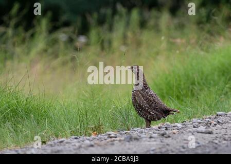 Spruce grouse (Dendragapus canadiensis, Falcipennis canadensis), Female alongside a road, USA, Alaska, Kenai Peninsula Stock Photo