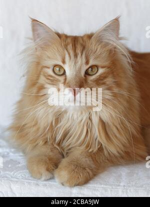 domestic cat, house cat (Felis silvestris f. catus), Domestic Cat of the race 'Norwegian Forest Catâ' resting on the couch in a house, Denmark Stock Photo