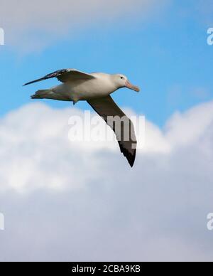 Wandering Albatros, Snowy Albatross (Diomedea exulans), in flight, Suedgeorgien Stock Photo
