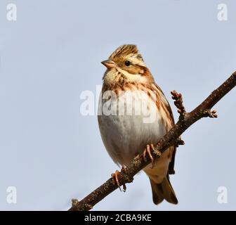 rustic bunting (Emberiza rustica), perching on a branch, Japan Stock Photo