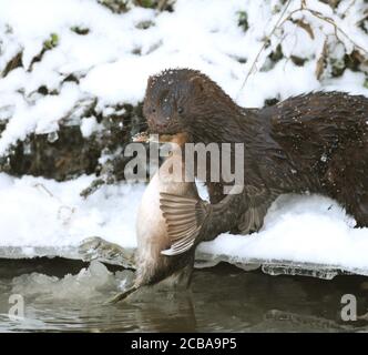 American mink, mink (Mustela vison, Neovison vison), sitting in the snow at a river bank with a catched little crebe in the mouth, Denmark, Niva Stock Photo