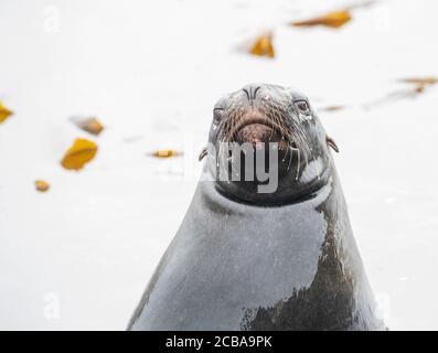 Hooker's sea lion, New Zealand sea lion, Auckland sea lion (Phocarctos hookeri), portrait, New Zealand, Campbell Island, Perseverance Harbour Stock Photo