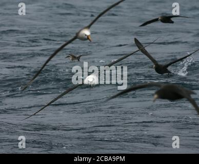 Shy Albatross, Shy mollymawk (Thalassarche cauta,  Diomedea cauta), immatures in flight over the South Atlantic Ocean between other seabirds, Tristan da Cunha Stock Photo