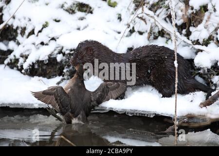 American mink, mink (Mustela vison, Neovison vison), sitting in the snow at a river bank with a catched little crebe in the mouth, Denmark, Niva Stock Photo