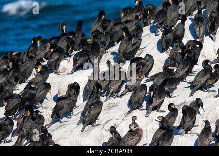 Cape cormorant (Phalacrocorax capensis), flock resting and preening on a big rock at the coast, South Africa Stock Photo