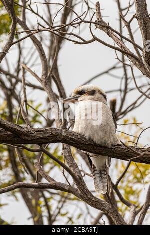 A Laughing Kookaburra Sitting in a Tree Stock Photo
