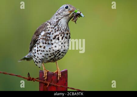mistle thrush (Turdus viscivorus), perching on a red barbwire fence with collected insects in the bill, Belgium Stock Photo