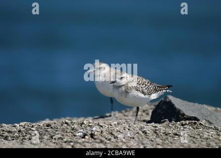 grey plover (Pluvialis squatarola), Second calender year during early spring, USA, New Jersey Stock Photo