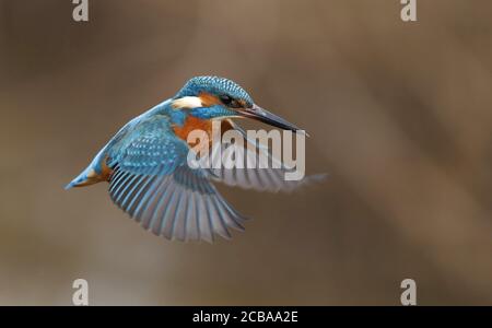 river kingfisher (Alcedo atthis), hovering above a stream, trying to catch a fish, Denmark Stock Photo