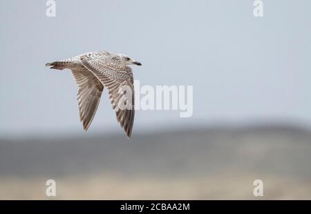 herring gull (Larus argentatus), Second calender year European Herring Gull flying over the North Sea coast, Netherlands, South Holland Stock Photo
