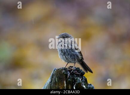 Song sparrow (Melospiza melodia), Juvenile Song Sparrow in pouring rain, USA, Alaska, Kenai Peninsula Stock Photo