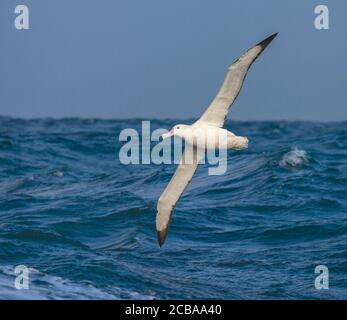 Wandering Albatros, Snowy Albatross (Diomedea exulans), adult flying low over the oceanic waves, Suedgeorgien Stock Photo