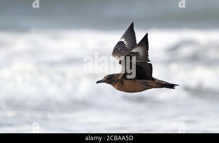 Great skua (Stercorarius skua, Catharacta skua), First-winter flying low over the beach with both wings raised, Sweden, Halland Stock Photo