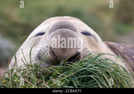 southern elephant seal (Mirounga leonina), Sleeping male, portrait, Australia, Tasmania, Macquarie Island Stock Photo