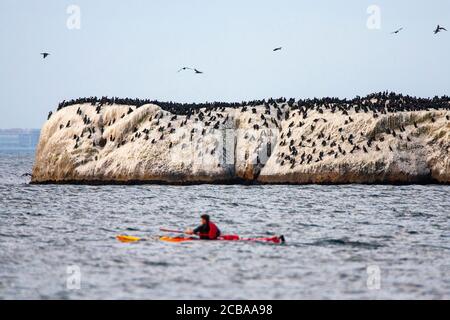 Cape cormorant (Phalacrocorax capensis), large bird colony on a rock in the ocean, canoer in the foreground, South Africa Stock Photo