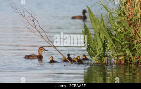common pochard (Aythya ferina, Anas ferina), Adult female with her ducklings, the male in the background, Denmark Stock Photo