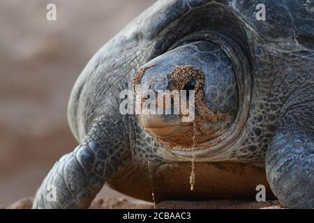 green turtle, rock turtle, meat turtle (Chelonia mydas), portrait, front view, Ascension island Stock Photo