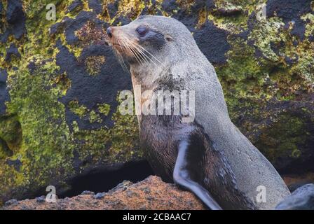 Subantarctic fur seal (Arctocephalus tropicalis), on the rocky shore of the Antipodes Islands, New Zealand, Antipodes Islands Stock Photo