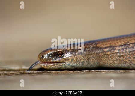 European slow worm, blindworm, slow worm (Anguis fragilis), flicking, portrait, Belgium Stock Photo