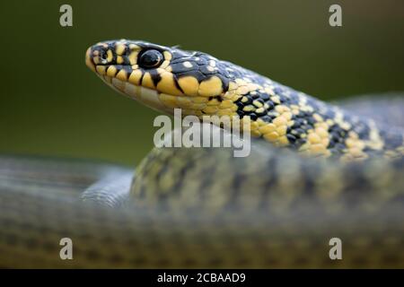 European whip snake, western European whip snake, dark-green whipsnake (Coluber viridiflavus, Hierophis viridiflavus), portrait, side view, France Stock Photo