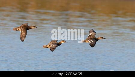 garganey (Anas querquedula), Adult female flying in between a juvenile and an adult male eclipse, Netherlands, Deventer Stock Photo