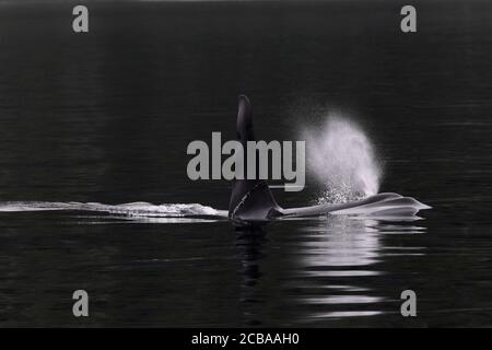 orca, great killer whale, grampus (Orcinus orca), swimming male in the darkness, breathing air, Canada Stock Photo