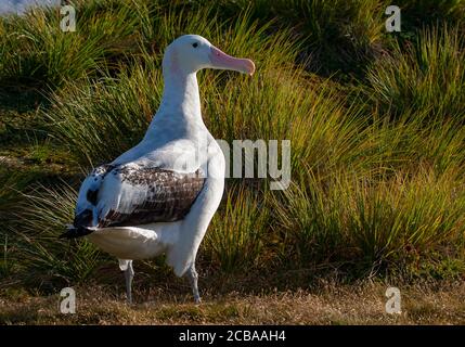 Wandering Albatros, Snowy Albatross (Diomedea exulans), full-length portrait, side glance, Suedgeorgien Stock Photo