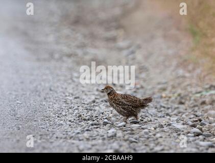 Spruce grouse (Dendragapus canadiensis, Falcipennis canadensis), Chick crossing a road, USA, Alaska, Kenai Peninsula Stock Photo