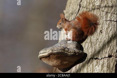 European red squirrel, Eurasian red squirrel (Sciurus vulgaris), sitting on a large mushroom, Denmark