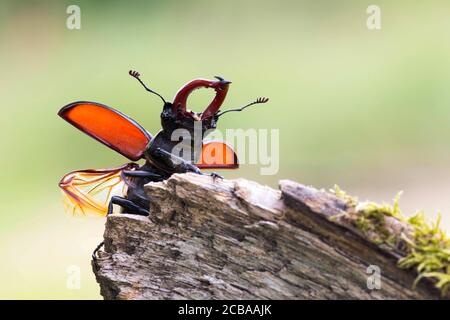 stag beetle, European stag beetle (Lucanus cervus), male ready for taking off, Netherlands Stock Photo