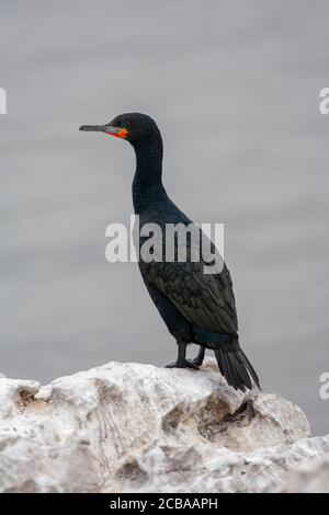 Cape cormorant (Phalacrocorax capensis), perching on a rock at the coast, South Africa Stock Photo