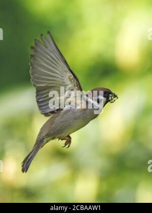 Eurasian tree sparrow (Passer montanus), flying with food in its beak, Denmark Stock Photo