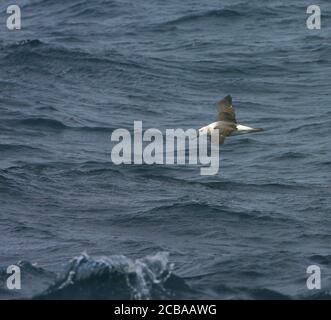 Shy Albatross, Shy mollymawk (Thalassarche cauta,  Diomedea cauta), immature in flight over the South Atlantic Ocean, side view, Tristan da Cunha Stock Photo