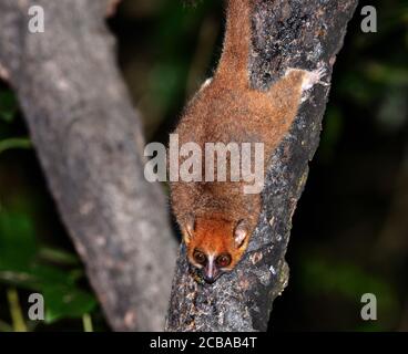 Red mouse-lemur, Brown Mouse Lemur (Microcebus rufus), headlong at a branch in the night in Ranomafana rainforest, view from above, Madagascar, Ranomafana National Park Stock Photo