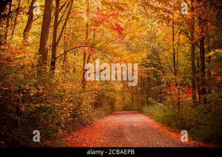 Autumn forest nature. Beautiful romantic alley in a park with colorful trees. Autumn natural texture, autumnal background. Stock Photo