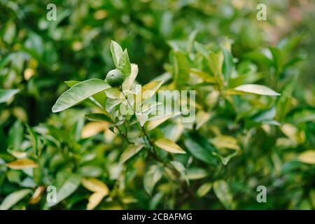Small green unripe tangerine on tree branches, close-up. Stock Photo