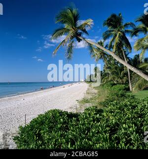 Palm trees and white sand beach in afternoon sun, Naples, Florida, USA Stock Photo