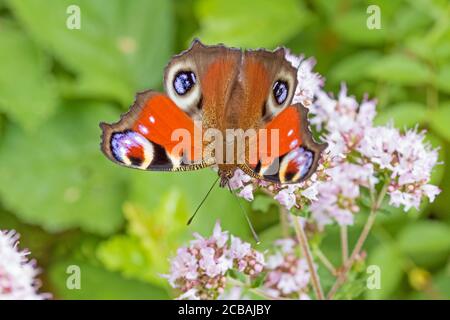 Peacock  butterfly, (Aglais io,)  feeding on wild marjoram.  The eyes on the hindwings appear to be challenging the camera. Stock Photo