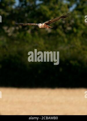 A male Marsh Harrier (Circus aeruginosus) hovering over unsuspecting prey, Norfolk Stock Photo