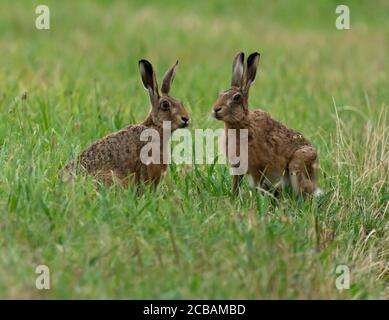 A male & female Brown Hare (Lepus europaeus) sitting in a field, Norfolk Stock Photo