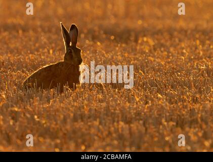 A Brown Hare (Lepus europaeus) enjoying the early morning sunlight, Norfolk Stock Photo